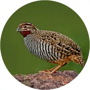 Jungle bush quail