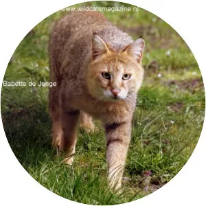 Jungle cat