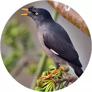 Jungle myna