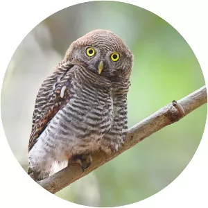 Jungle owlet