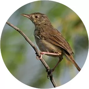Jungle prinia