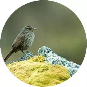 Junín canastero - Bird