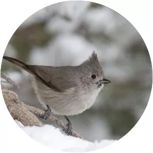Juniper titmouse