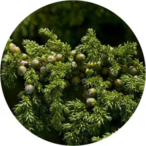 Juniperus brevifolia