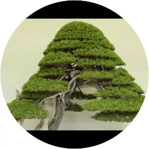 Juniperus chinensis