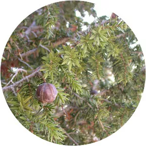 Juniperus drupacea