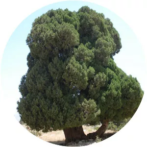 Juniperus excelsa