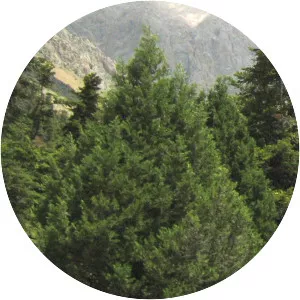Juniperus foetidissima - 