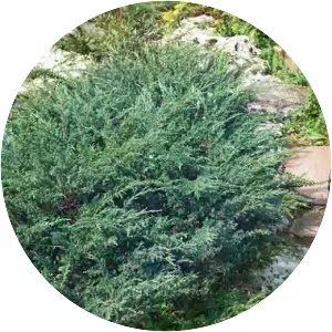 Juniperus horizontalis