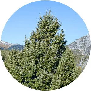Juniperus oxycedrus - Plants