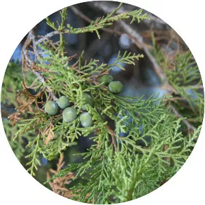 Juniperus polycarpos