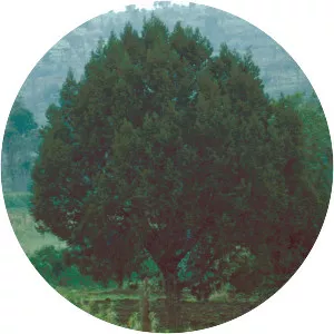 Juniperus procera