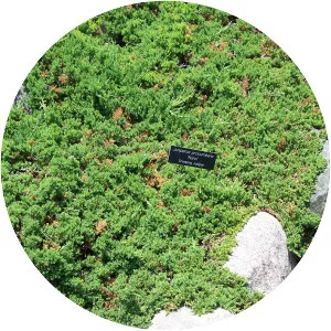 Juniperus procumbens