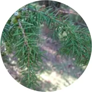 Juniperus rigida