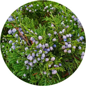 Juniperus sabina - Plants