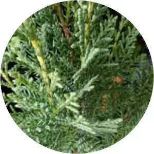 Juniperus sabina (Sabin Ardıcı)