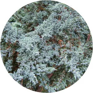 Juniperus squamata