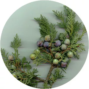 Juniperus thurifera - Plants