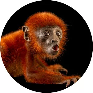 Juruá red howler