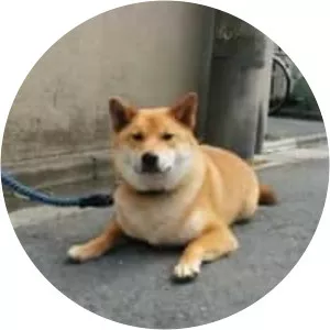 Kabosu (Citrus Sphaerocarpa)