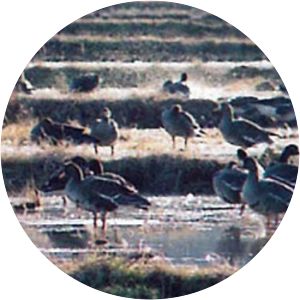 Kabukuri-numa - Pond in Japan