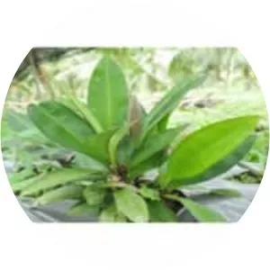 Kacip fatimah - Plants