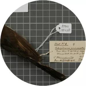 Kadavu fantail - Bird