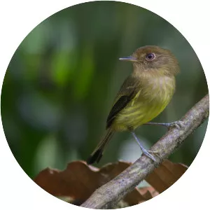 Kaempfer's tody-tyrant