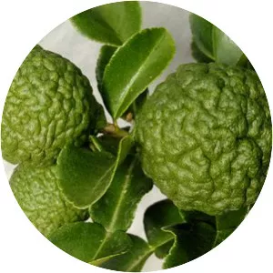 Kaffir lime