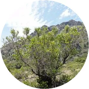 Kageneckia angustifolia