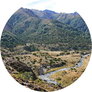 Kaimanawa Forest Park - 