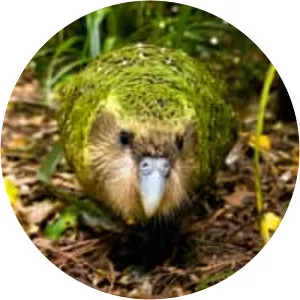 Kakapo