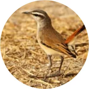 Kalahari scrub robin - Bird