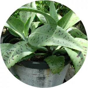 Kalanchoe gastonis-bonnieri - Plants