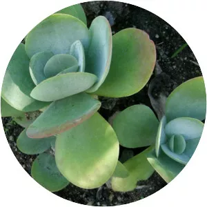 Kalanchoe thyrsiflora