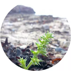 Kali turgidum (Kali Turgida)