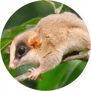 Kalinowski's mouse opossum