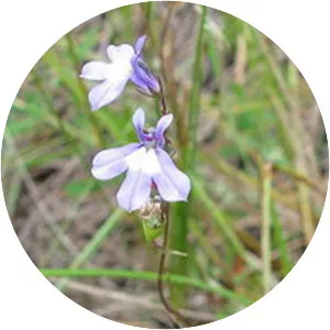 Kalm's lobelia - Plants