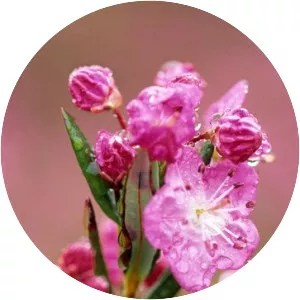 Kalmia microphylla