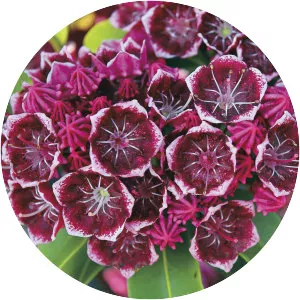 Kalmia - Plants