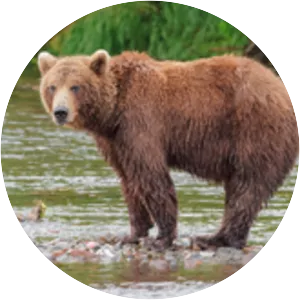 Kamchatka brown bear