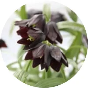 Kamchatka fritillary