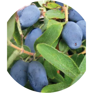 Kamchatka honeysuckle