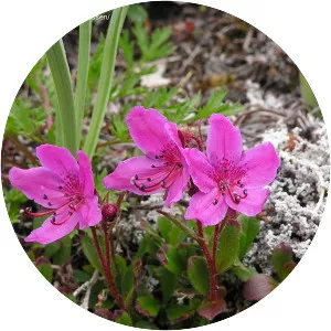 Kamchatka rhododendron - 