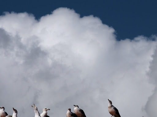 Kamiko Web Agency - Marketing agency in Genoa, Italy