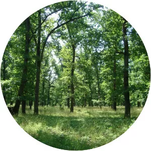 Kamtjijska planina - 