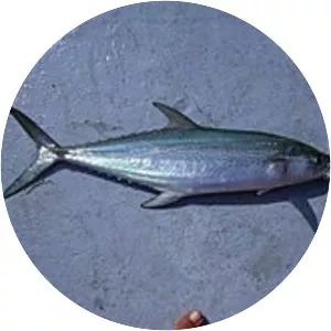 Kanadi kingfish