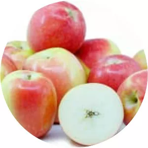 Kandil Sinap (Kağızman Uzun Elması)