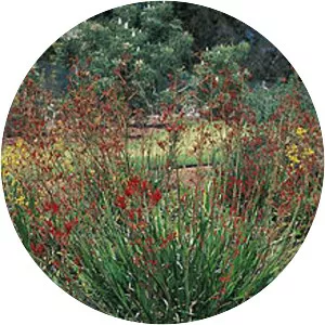 Kangaroo paws - Plants