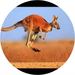 Kangaroo - Fictional character